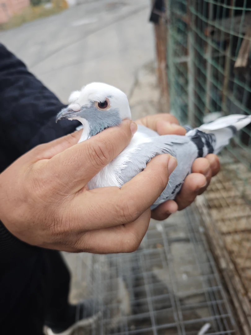 新疆翻翻鸽蓝白头