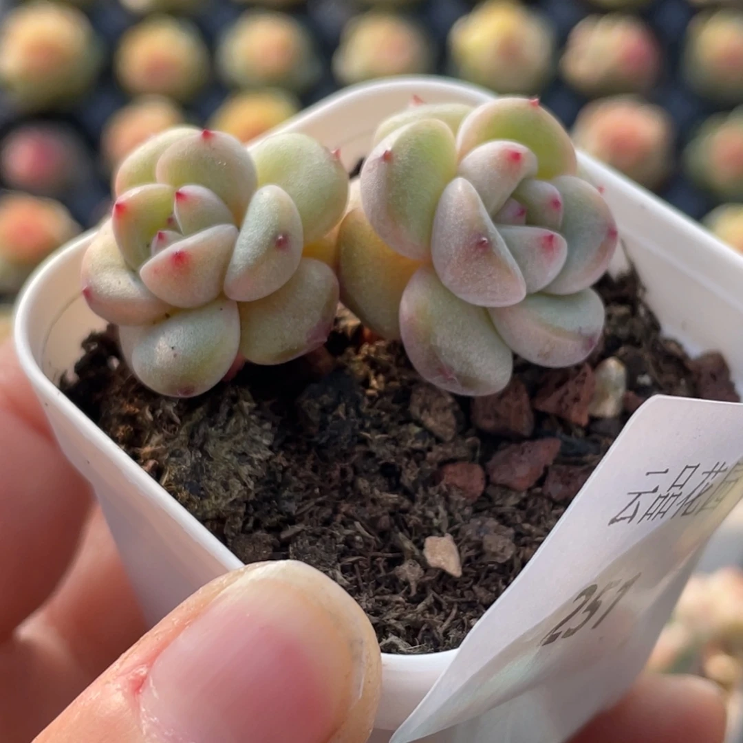 251号糖心冰心珍妮