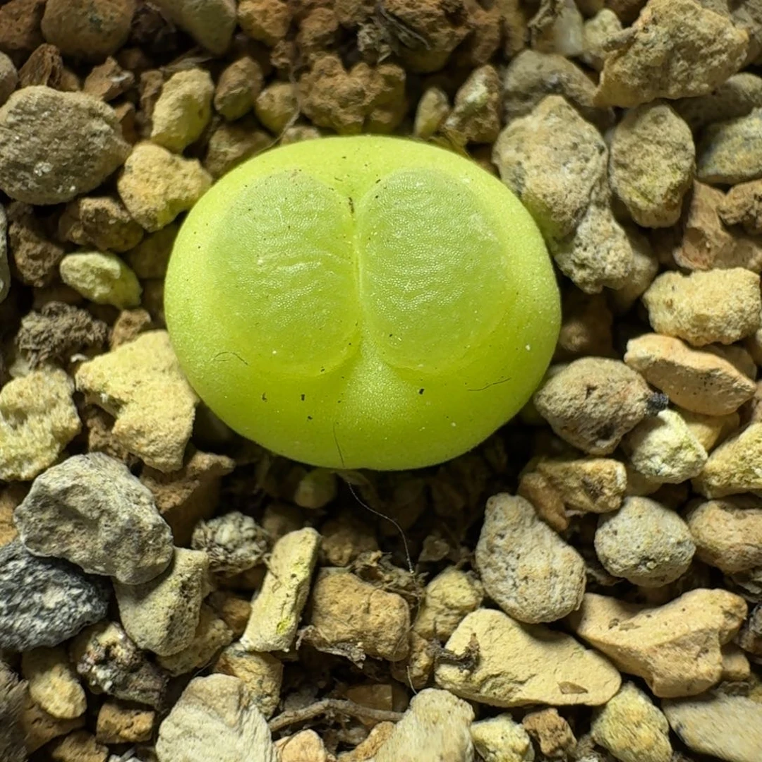 4-20-105拉登带盆土发