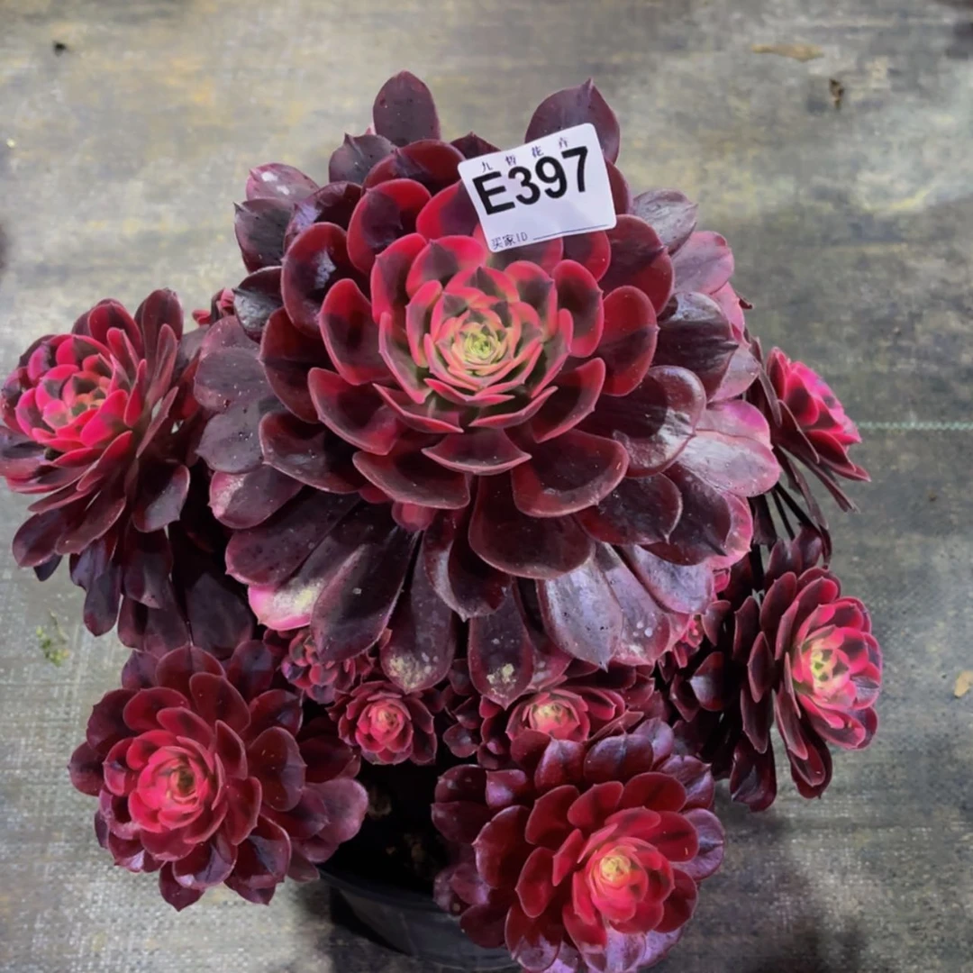 【闪购商品】39700