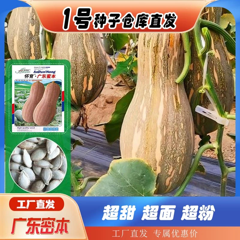 蜜本南瓜种子粉糯香甜肉细春夏秋四季蔬菜种籽大果早栗长密本种孑