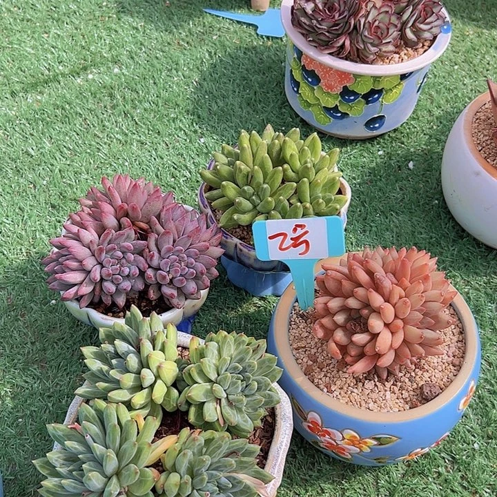 2号一款多肉植物脱土