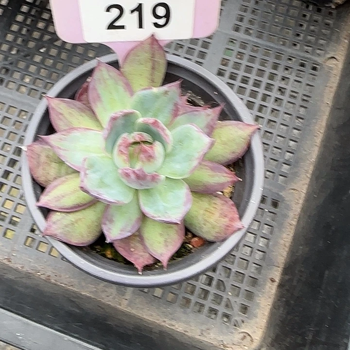 219 惊鸿仙子多肉植物