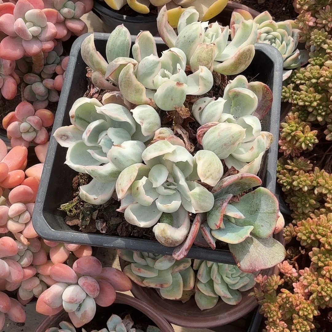 伯克利锦群生多肉植物