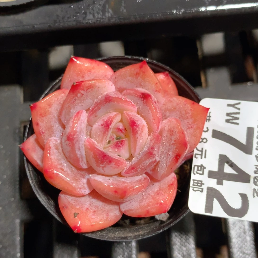 5CM拇指盆精控多肉YW742