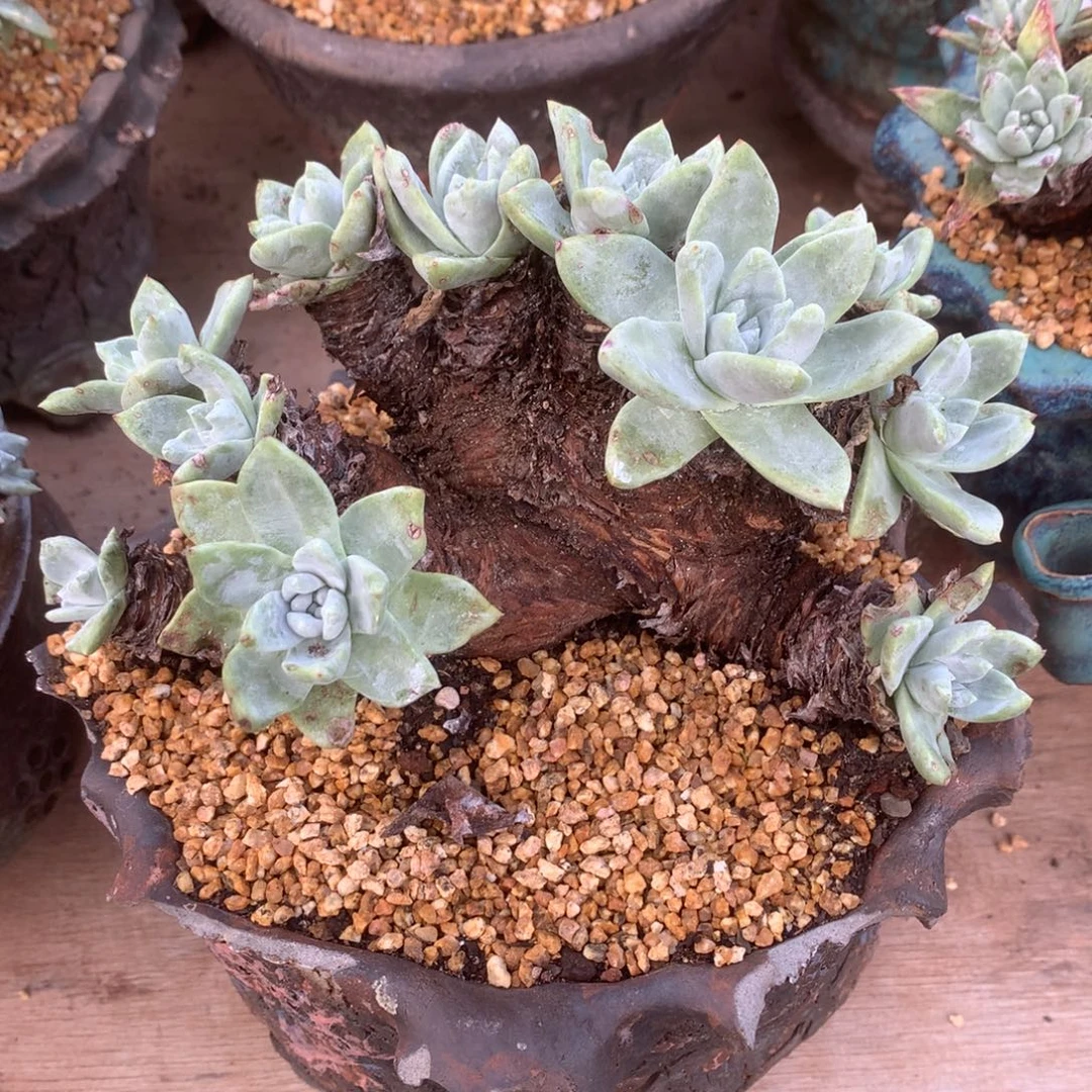 1702苹果叶杂交仙女杯多肉