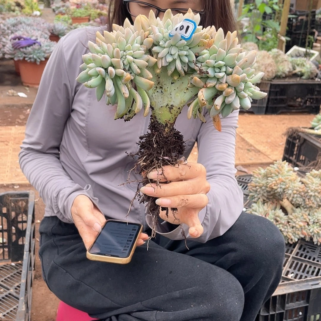 101 一物一拍淡雪缀