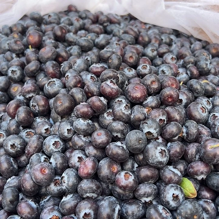 中国大陆蓝莓一斤
