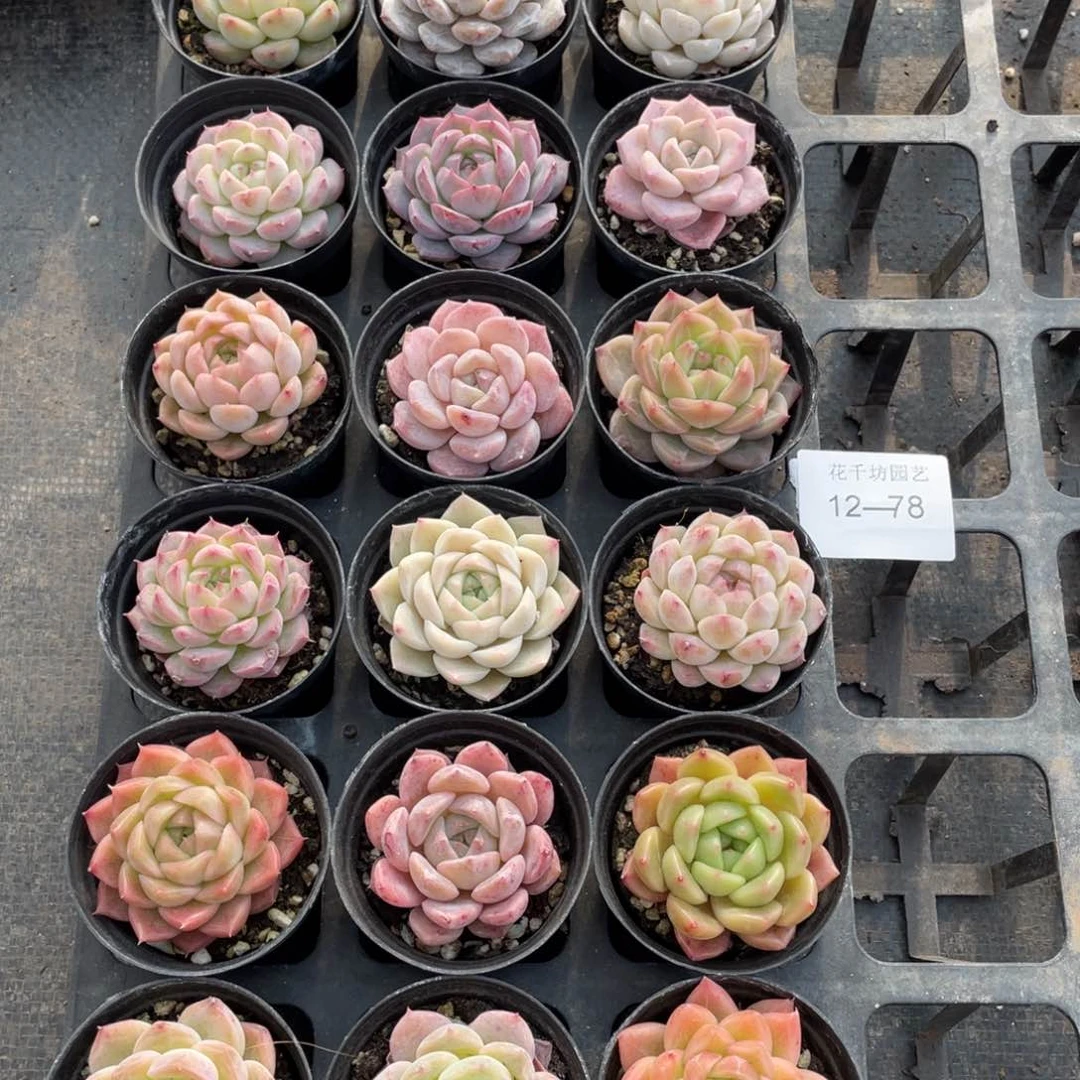 一物一拍18棵12-78