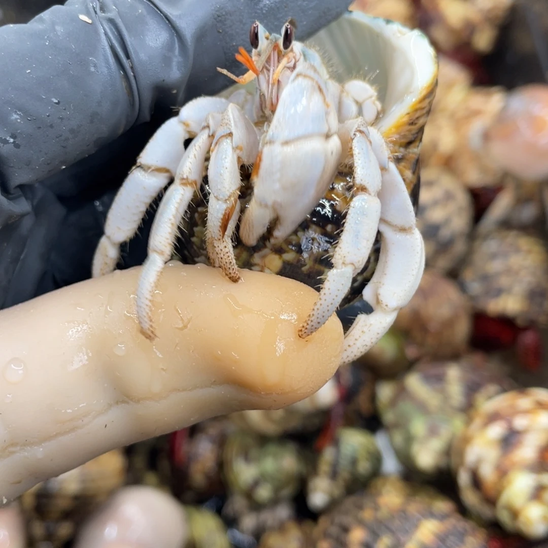 不退不换活体宠物83