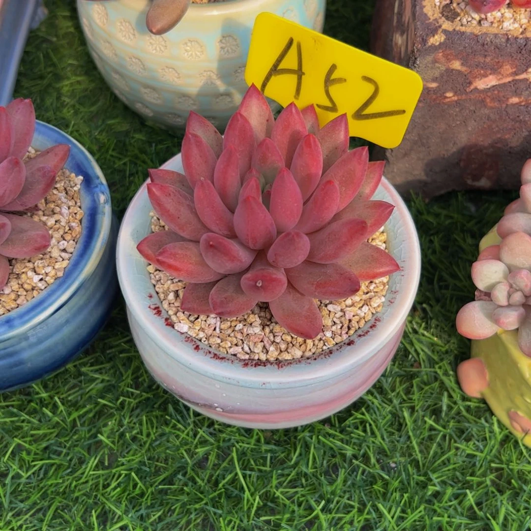 刘*单头虞姬美人多肉