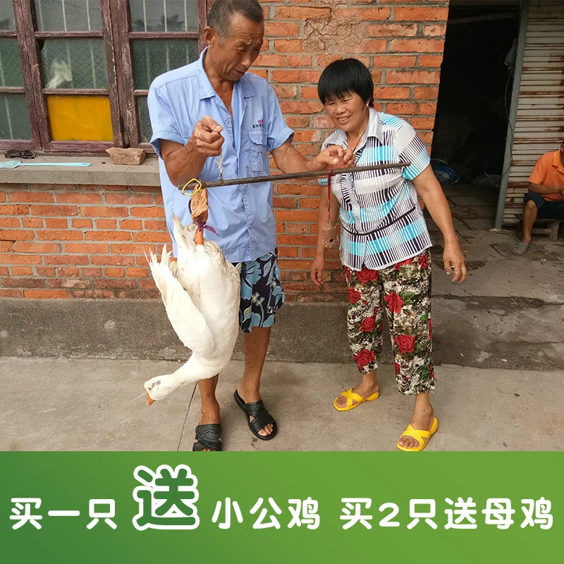 农家散养大白鹅土鹅草鹅生鹅肉新鲜大鹅当天现杀鹅肉整只顺丰