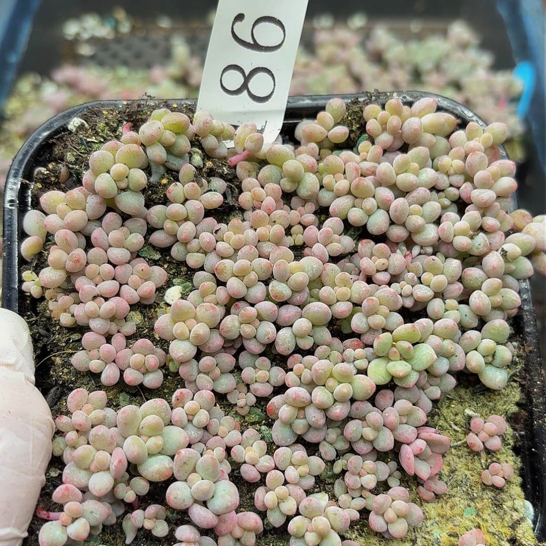 多肉植物多肉植物186