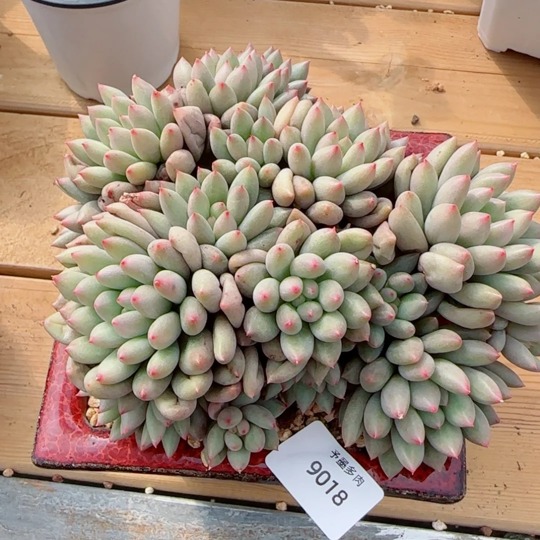 岩子，9018多肉植物