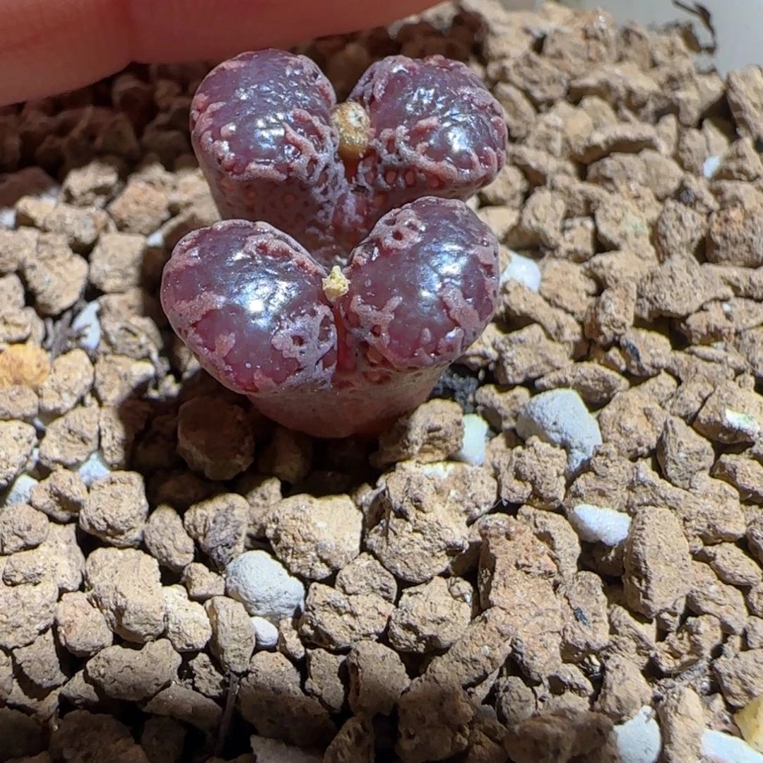 肉锥多肉植物组合-3km勋章1472有疤福利