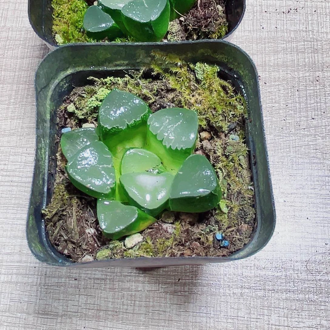 姬翠寿多肉植物66666