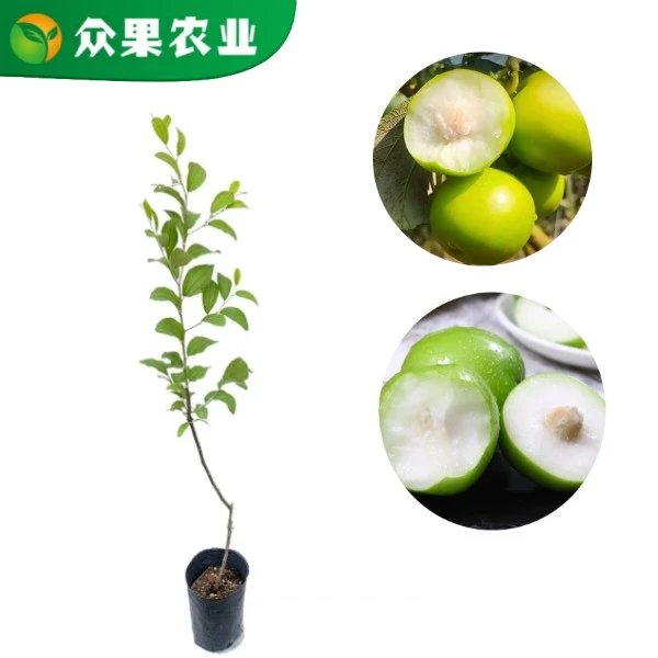 苹果大青枣树苗正宗嫁接苗牛奶枣大脆甜青枣树苗盆栽地栽南北方
