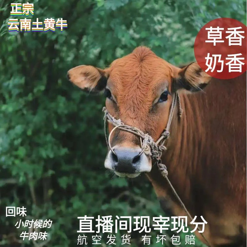 【云南放山散养土黄牛3空运】直播价改价现分