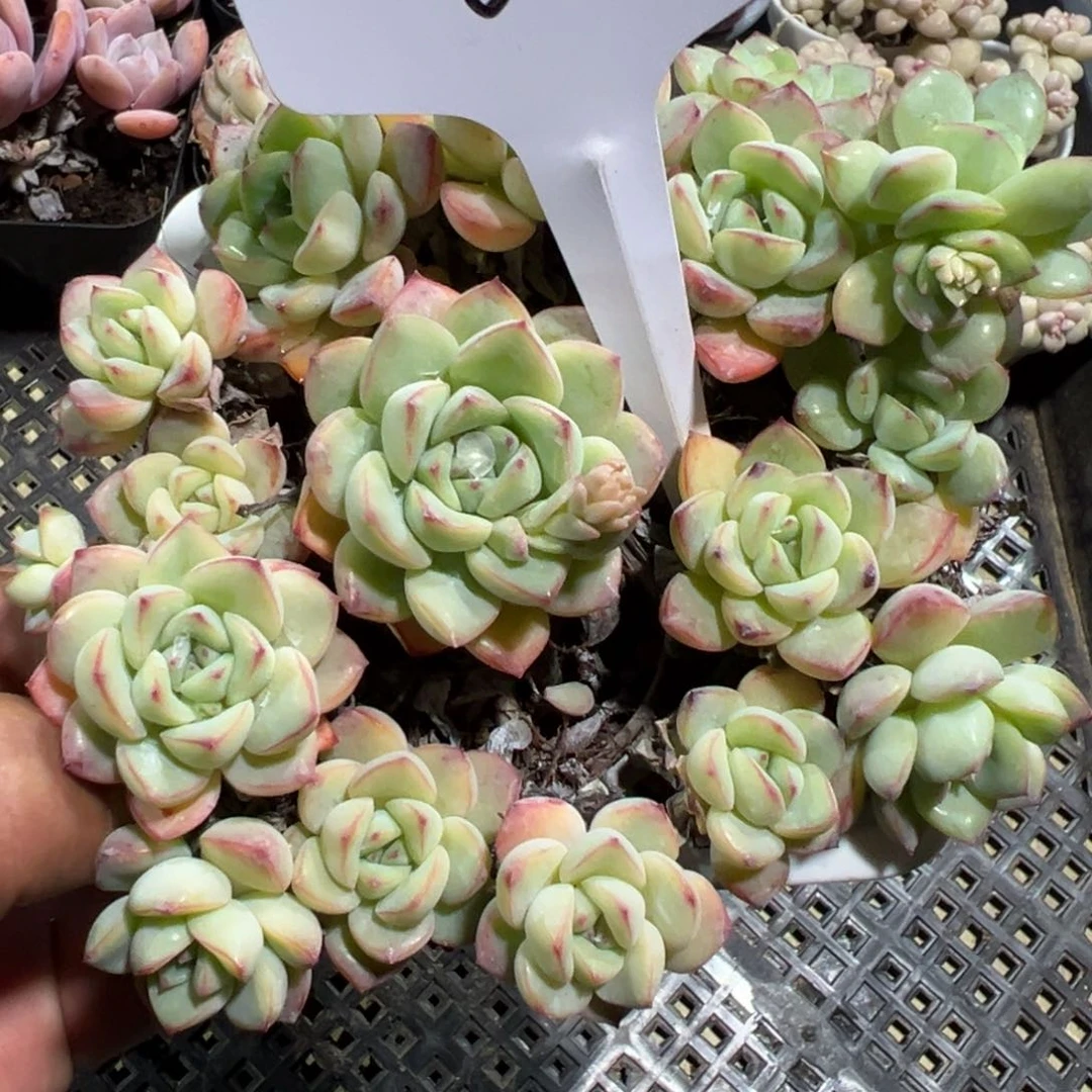 多肉植物多肉植物