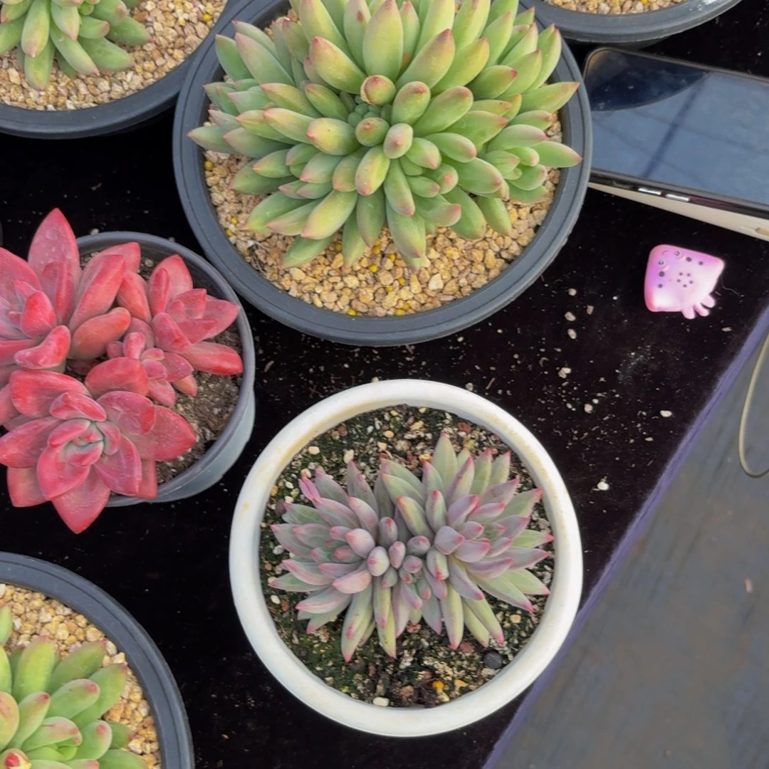 糖****t虞美人多肉美美哒