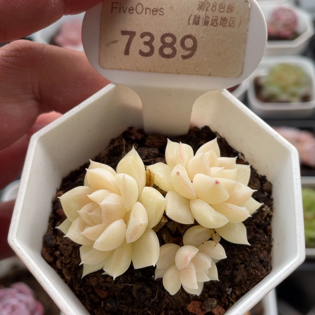 白天鹅7389-5.5厘米