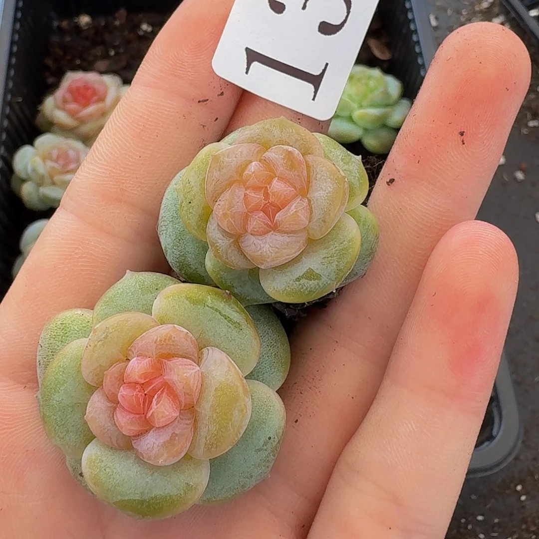 多肉植物多肉植物136