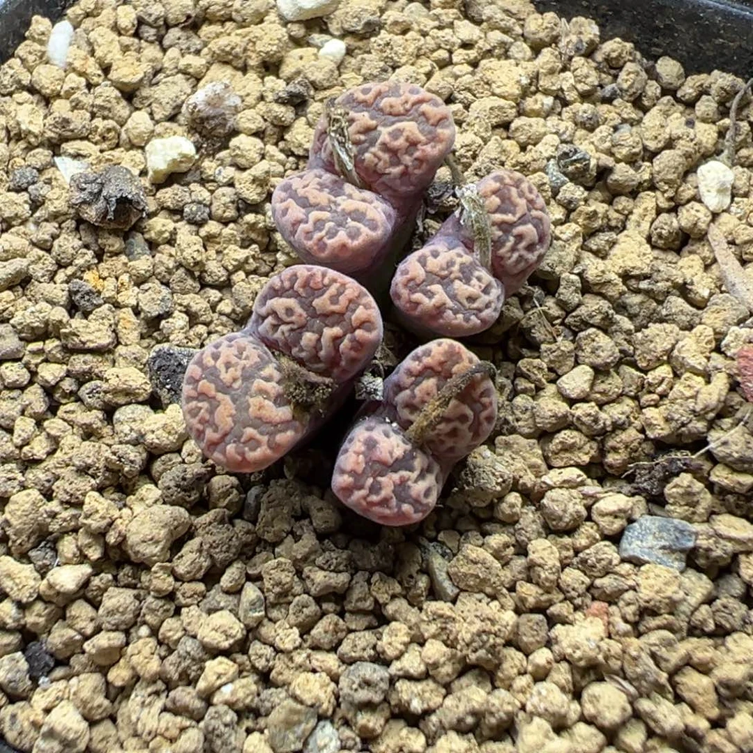9-77肉锥多肉植物