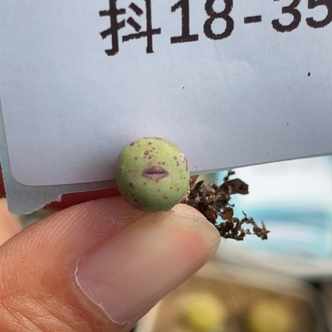 18-35嘴多肉植物