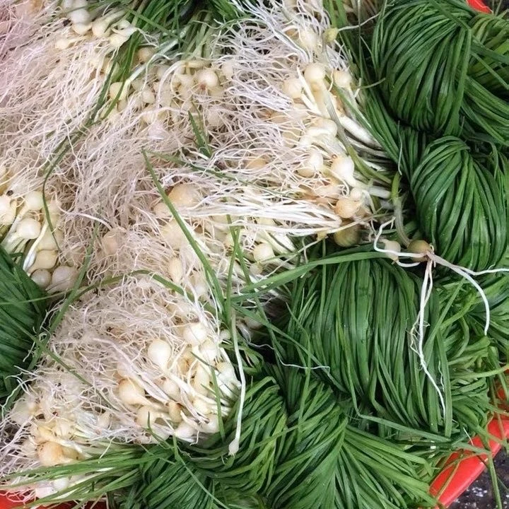 小根蒜现挖新鲜（1斤）