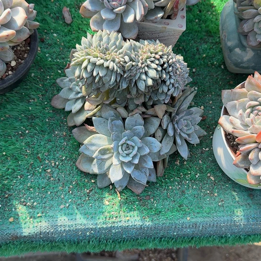 星影缀化瑕疵呀呀呀