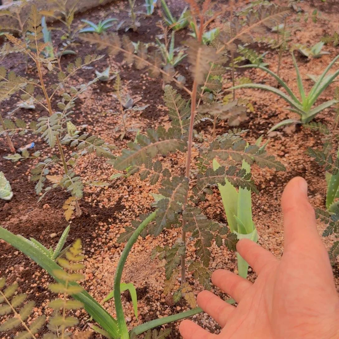 块根植物块根植物
