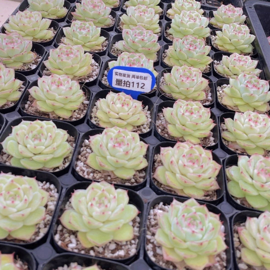 量拍115号 玫瑰女王单头一个