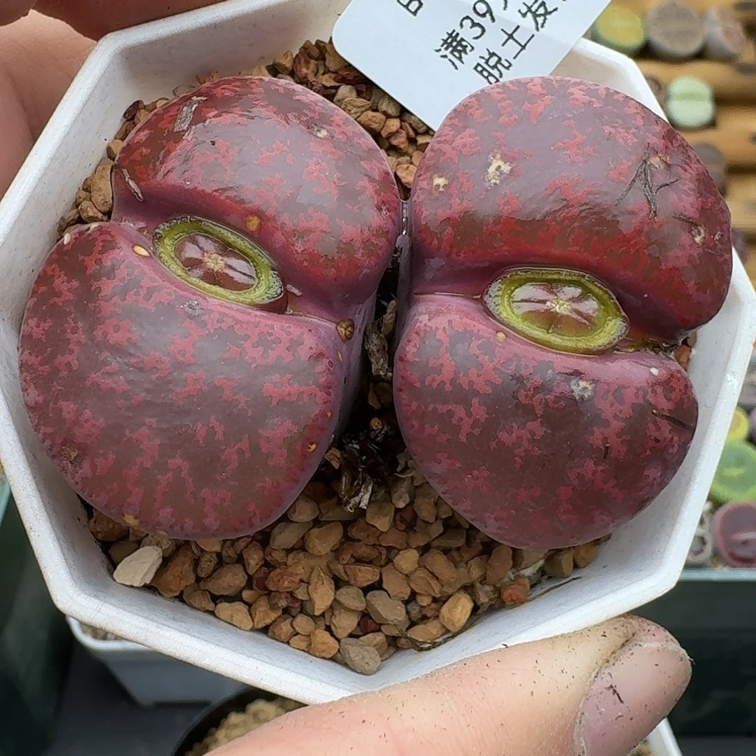 613多肉哈哈哈哈哈哈哈