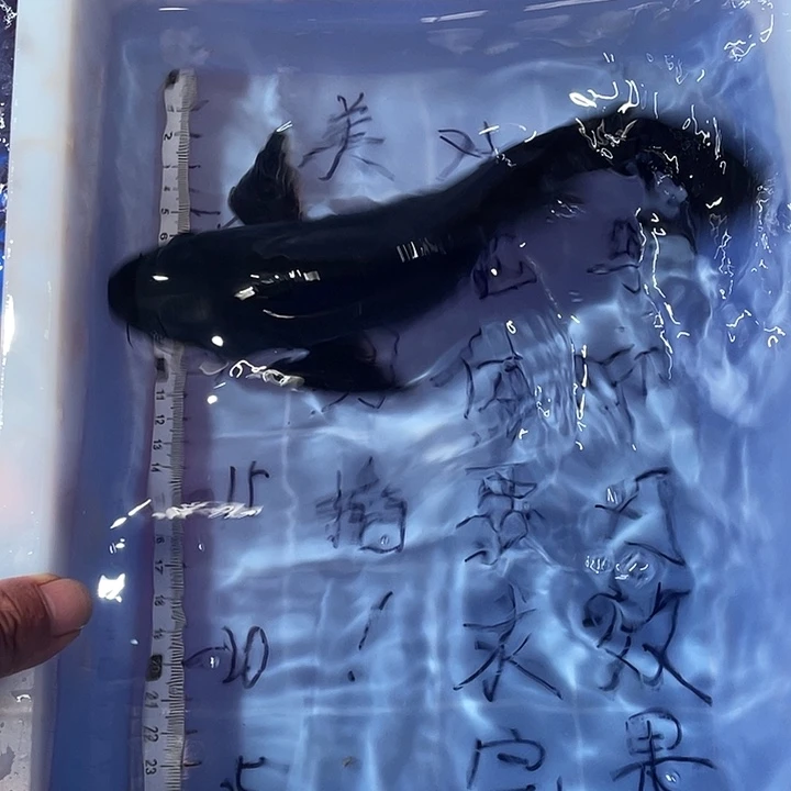 蝴蝶鲤渔场直发28