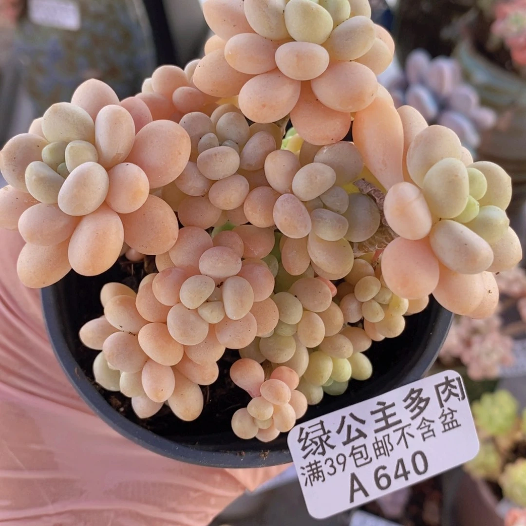 洛可可7cm640多肉