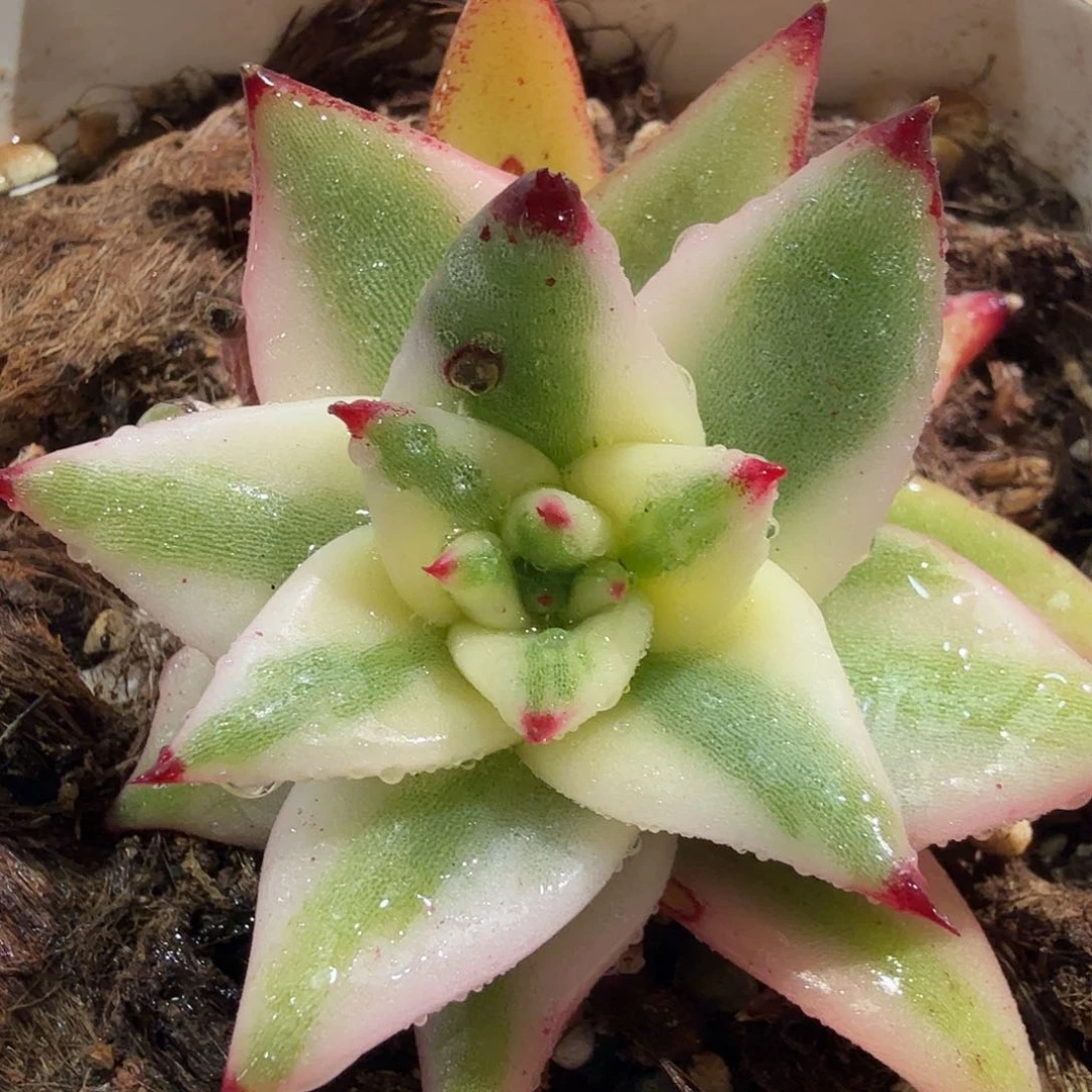 东云锦，多肉植物