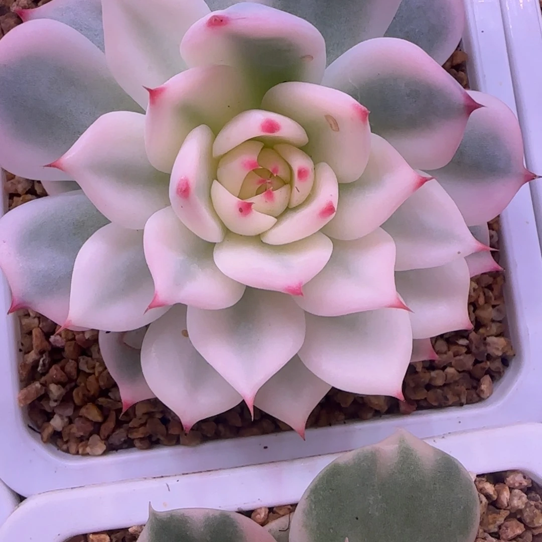 梧***下梧桐树下 多肉植物锦
