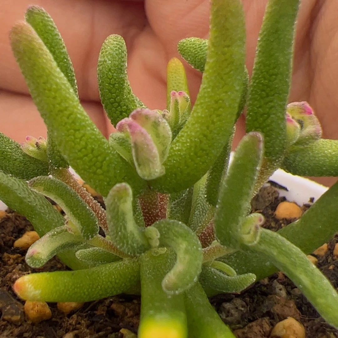 多肉植物枝干彩虹卷