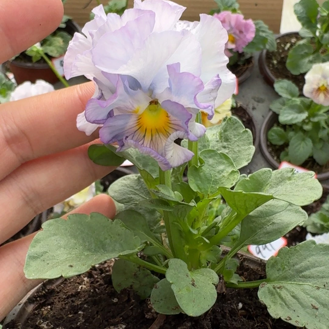 大部分花苞少量开放941