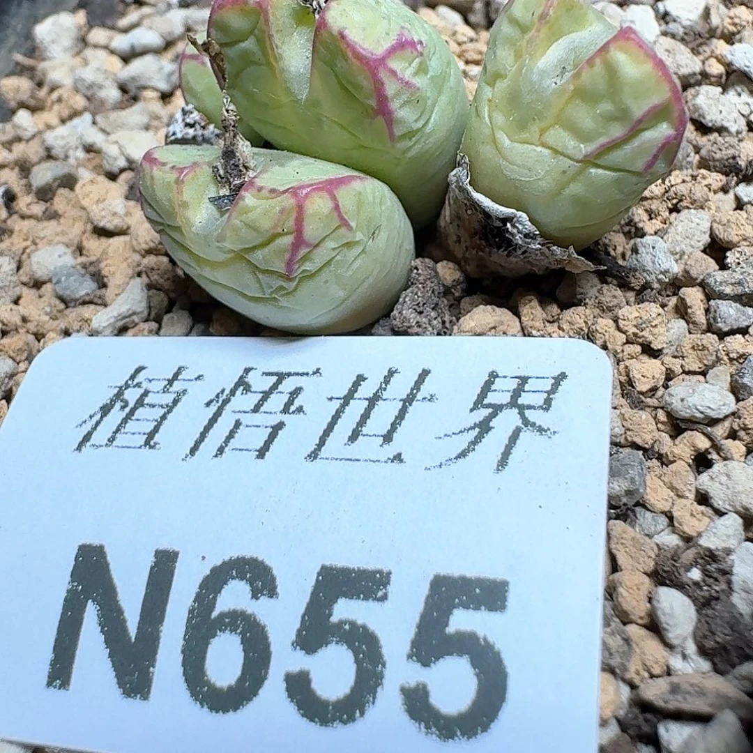 655号多肉植物哇f g