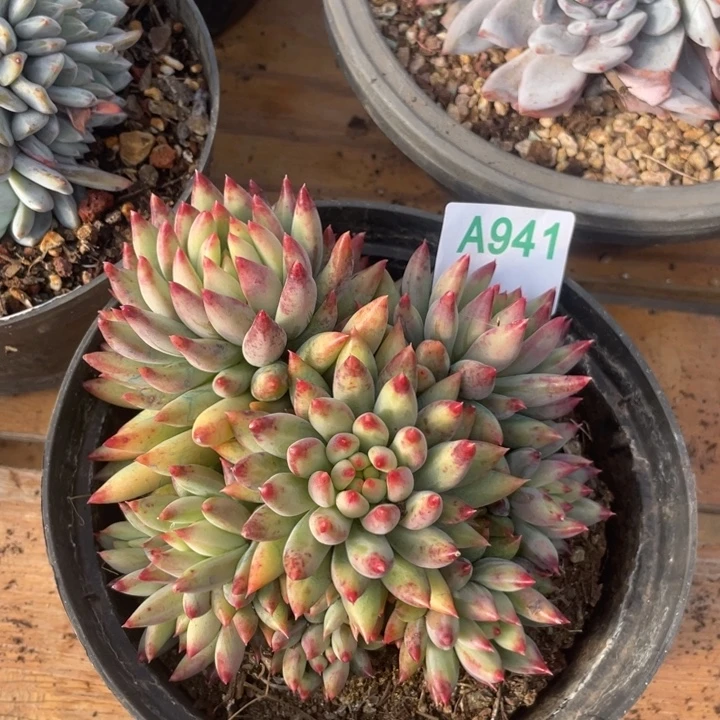 哈哈哈哈哈哈哈哈哈941