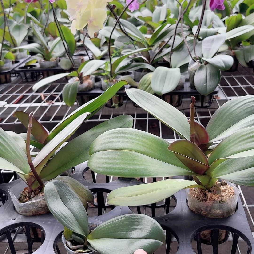 无花朵大辣椒带花剑2颗2.5杯叶片易开裂无售后