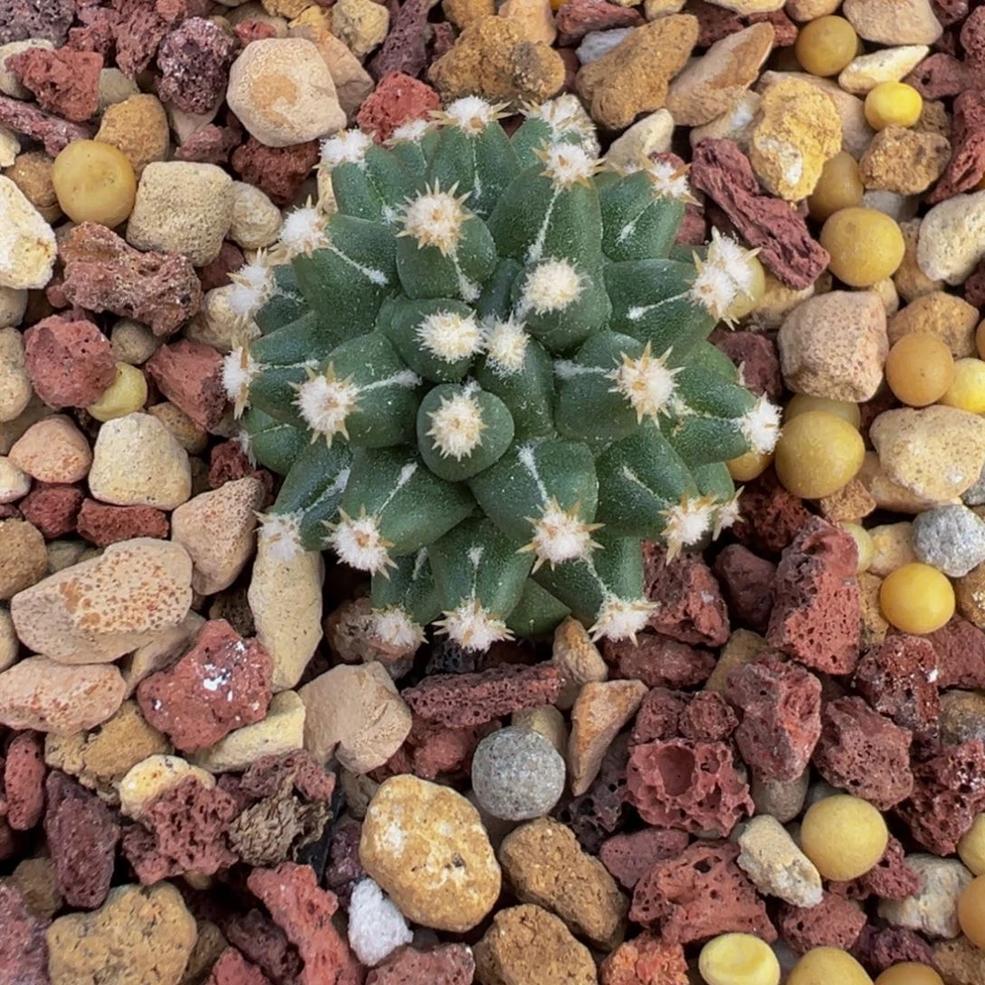 218实生根短豪刺给分丸多肉植物带盆土