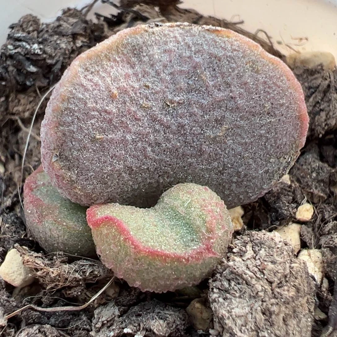 锦鲤磨砂蛋多肉植物水泡