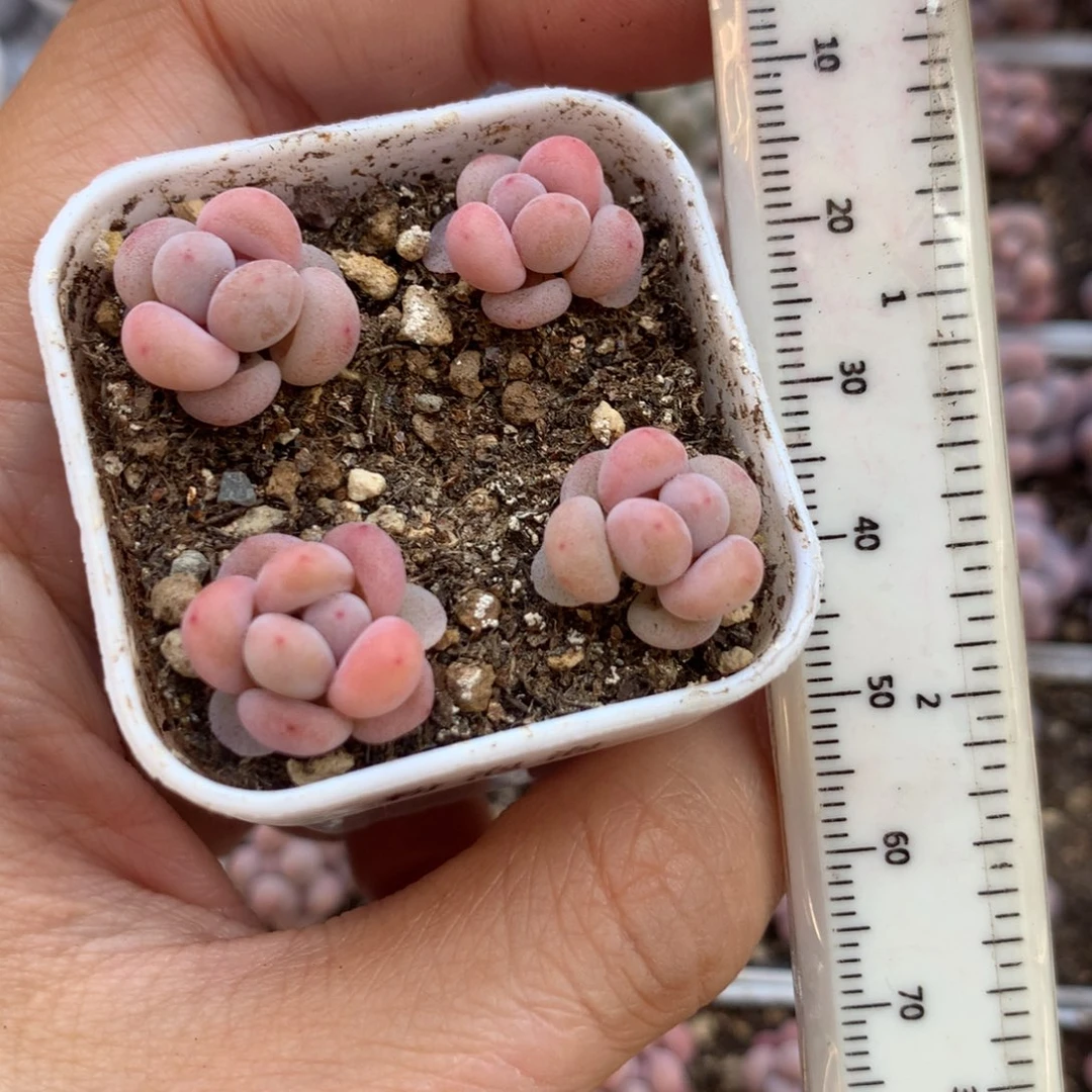 粉泡泡 小书肉奶酪多肉