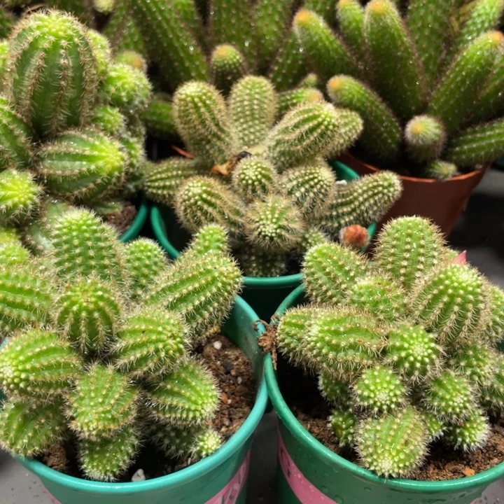 群生多头白檀吕根岛火焰一杯