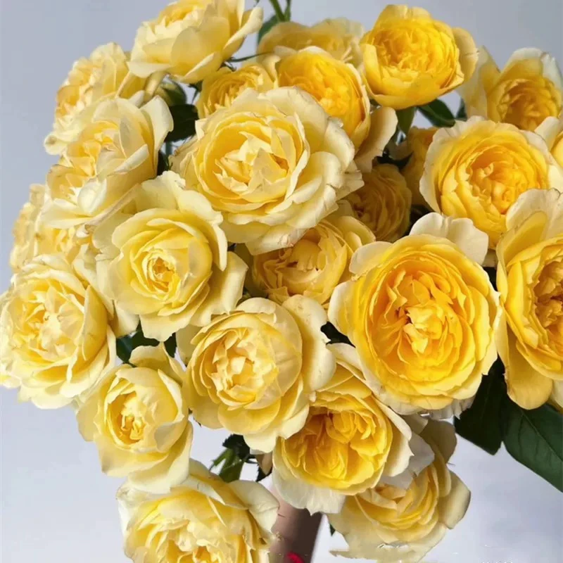 一物一拍 新品月季