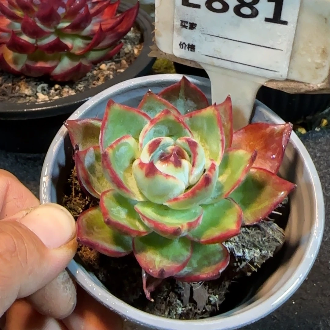 惊鸿一物一拍包装收缩花旱881