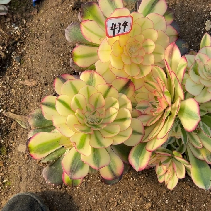 多肉植物434不售后