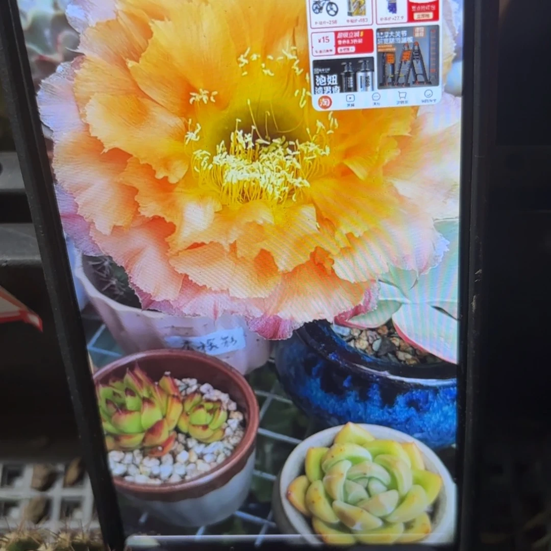 香槟彩无根侧牙20包邮1